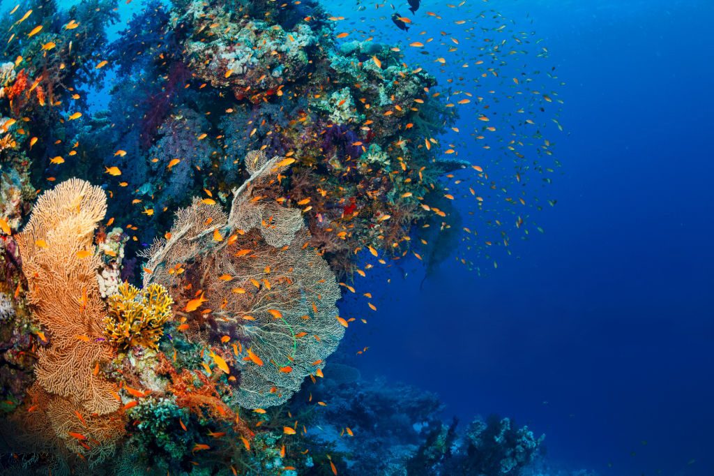 Living Coral - Coral Reef